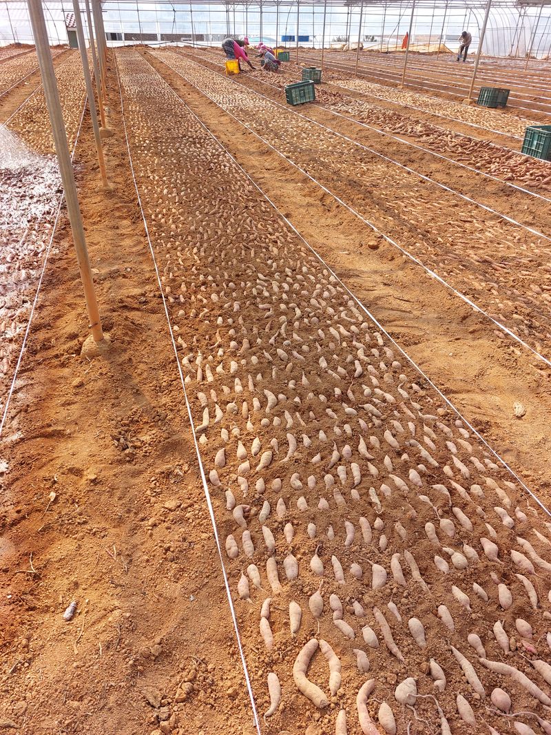 농촌의지킴님의 장터 판매 상품 [꿀고구마  호박 순 판매] 첨부 사진