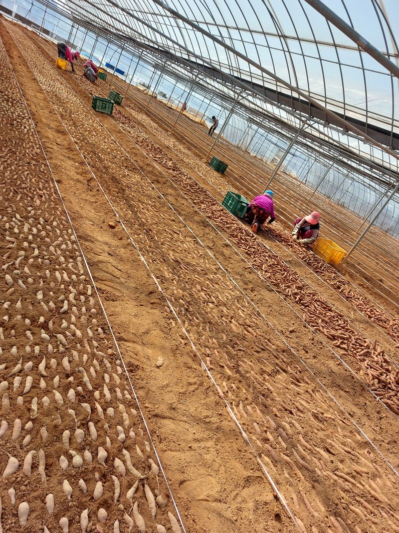 농촌의지킴님의 장터 판매 상품 [꿀고구마  호박 순 판매] 첨부 사진