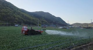 농사꾼 단비님의 양파 · 자유게시판 작성글 사진