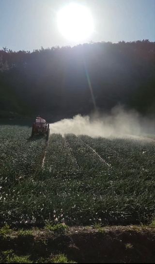 농사꾼 단비님의 양파 · 자유게시판 작성글 사진