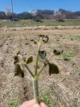 팜모닝 두릅·일상 게시글 이미지