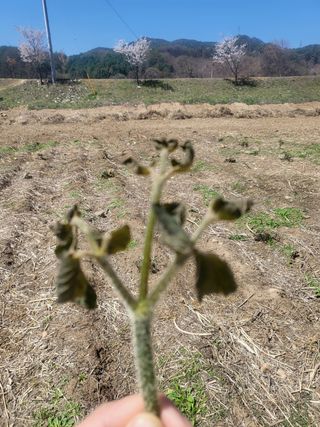 오목골농부님의 두릅 · 일상 작성글 사진