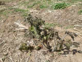 오목골농부님의 두릅 · 일상 작성글 사진