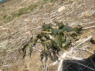 오목골농부님의 두릅 · 일상 작성글 사진