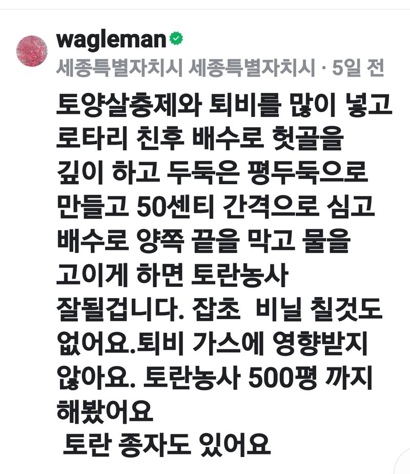 장터 상품 [토란종자 13키로 모두판매완료] 썸네일
