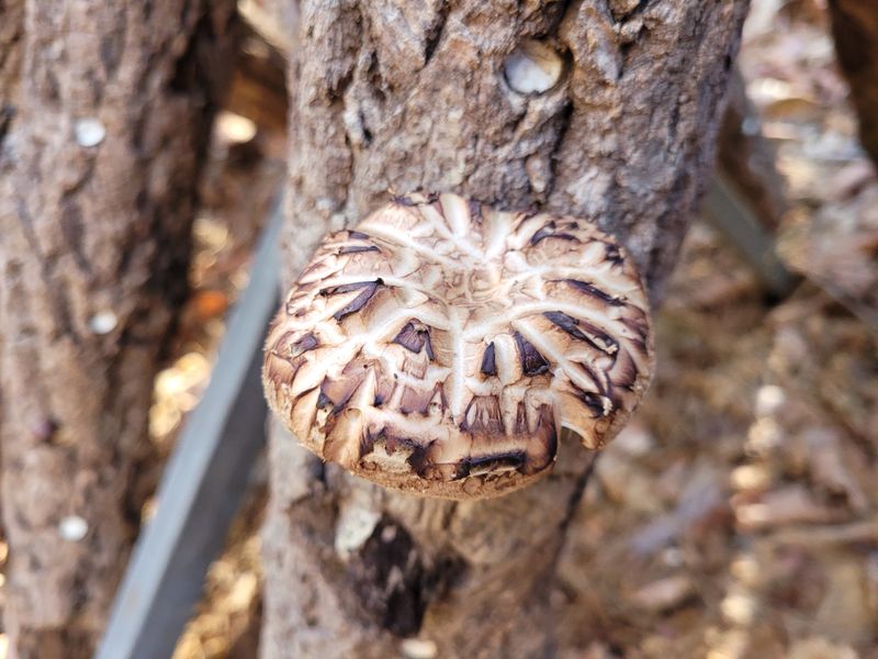 장터 상품 [못난이 표고버섯] 썸네일