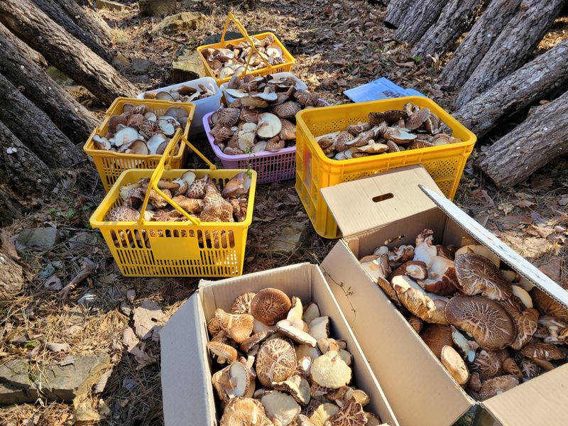 은화님의 장터 판매 상품 [못난이 표고버섯] 첨부 사진