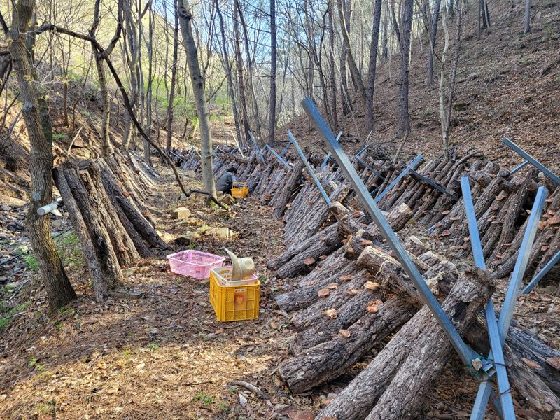 은화님의 장터 판매 상품 [못난이 표고버섯] 첨부 사진