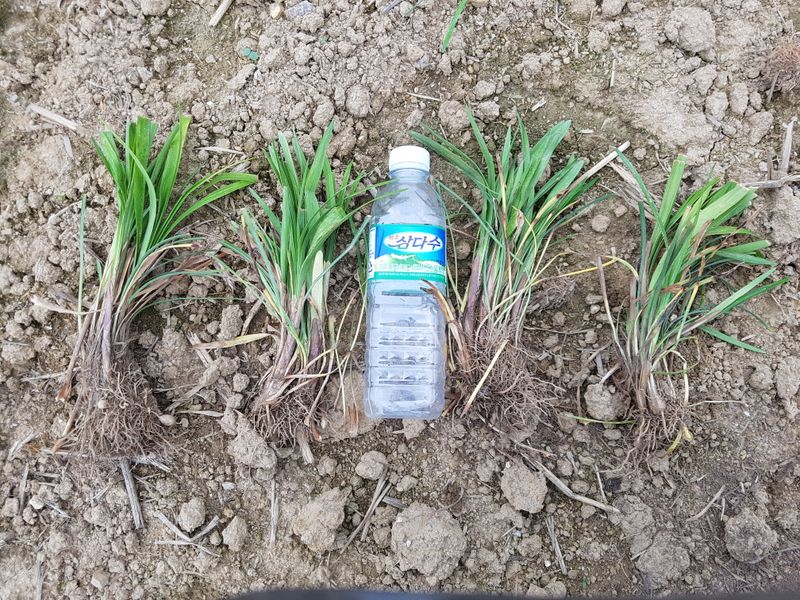 이은호님의 장터 판매 상품 [맥문동 모종(묘목)  - 7촉/15촉] 첨부 사진