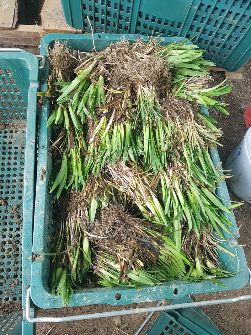 이은호님의 장터 판매 상품 [맥문동 모종(묘목)  - 7촉/15촉] 첨부 사진