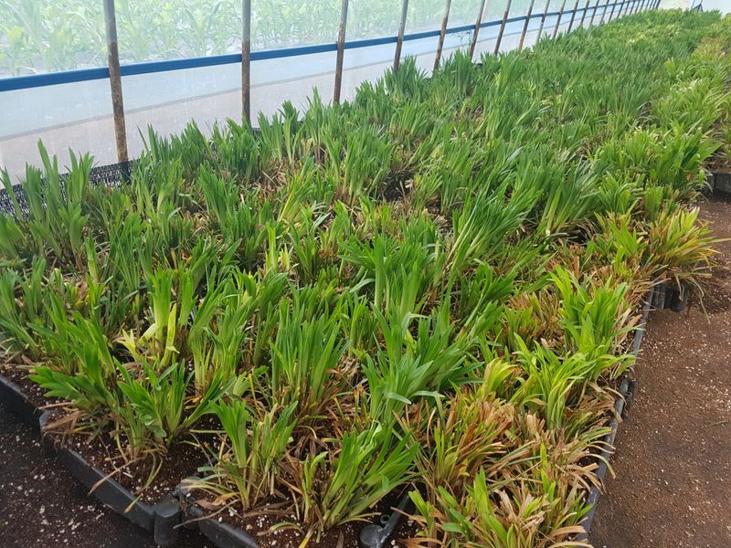 이은호님의 장터 판매 상품 [맥문동 모종(묘목)  - 7촉/15촉] 첨부 사진