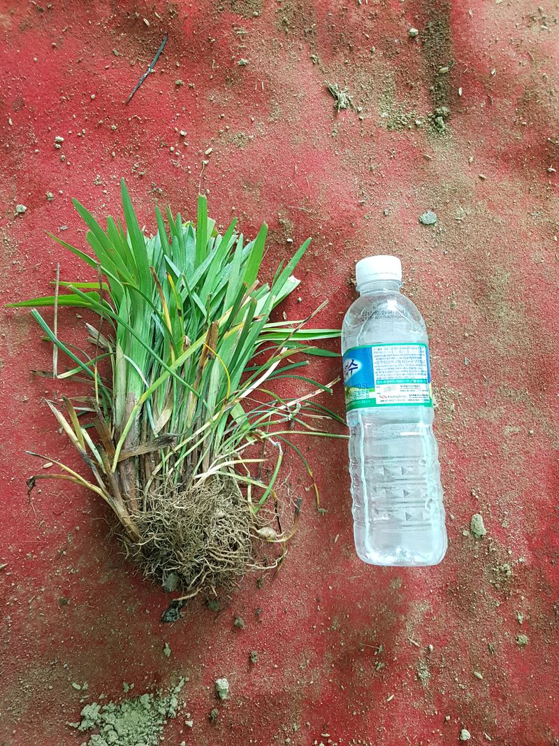 이은호님의 장터 판매 상품 [맥문동 모종(묘목)  - 7촉/15촉] 첨부 사진