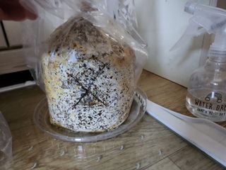 버섯스토리님의 버섯 · 일상 작성글 사진