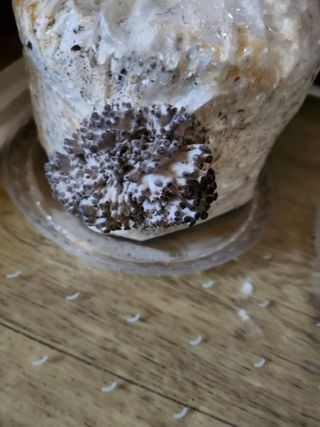 버섯스토리님의 버섯 · 일상 작성글 사진