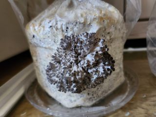 버섯스토리님의 버섯 · 일상 작성글 사진