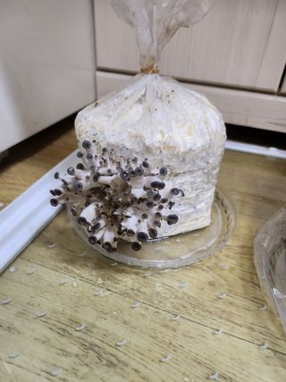 버섯스토리님의 버섯 · 일상 작성글 사진