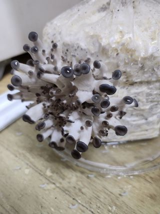 버섯스토리님의 버섯 · 일상 작성글 사진