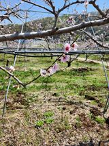 팜모닝 복숭아·자유게시판 게시글 이미지