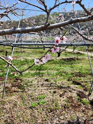 김은경님의 복숭아 · 자유게시판 작성글 사진