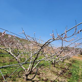 김은경님의 복숭아 · 자유게시판 작성글 사진