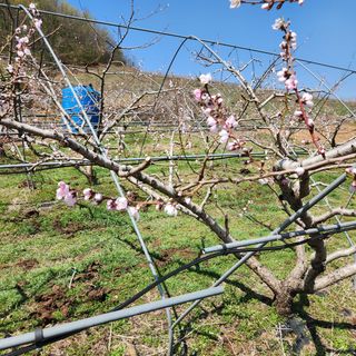 김은경님의 복숭아 · 자유게시판 작성글 사진