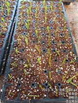 팜모닝 옥수수·자유게시판 게시글 이미지