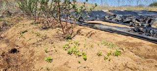 신영철(충남청양군)님의 기타작물 · 자유게시판 작성글 사진
