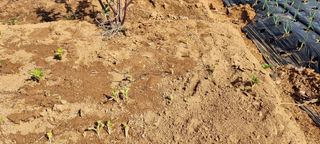 신영철(충남청양군)님의 기타작물 · 자유게시판 작성글 사진