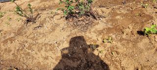 신영철(충남청양군)님의 기타작물 · 자유게시판 작성글 사진