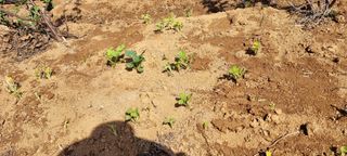 신영철(충남청양군)님의 기타작물 · 자유게시판 작성글 사진