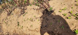 신영철(충남청양군)님의 기타작물 · 자유게시판 작성글 사진