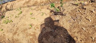 신영철(충남청양군)님의 기타작물 · 자유게시판 작성글 사진