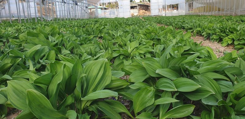 전봉우(채미농원)님의 장터 판매 상품 [명이나물1키로] 첨부 사진