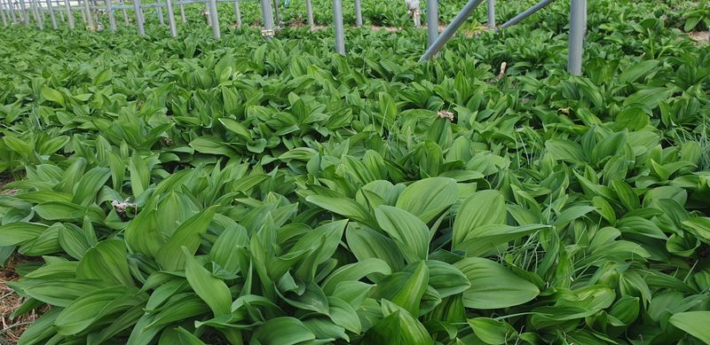 전봉우(채미농원)님의 장터 판매 상품 [명이나물1키로] 첨부 사진