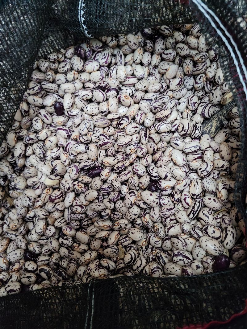 한태욱님의 장터 판매 상품 [호랑이강낭콩종자용1kg] 첨부 사진