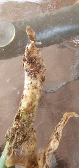 팜모닝 마늘·병해충상담 게시글 이미지