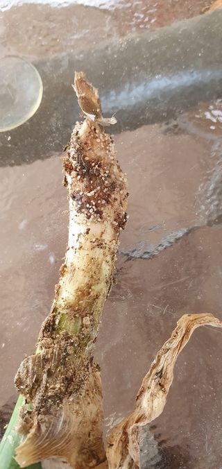 동심님의 마늘 · 병해충상담 작성글 사진