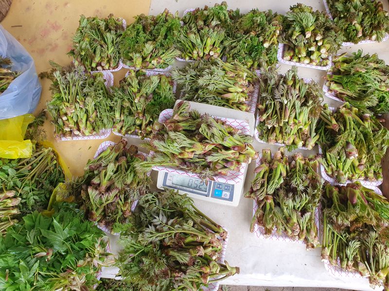 장터 상품 [산두릅 1k 30000] 썸네일