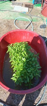 팜모닝 고추·파종•정식 게시글 이미지