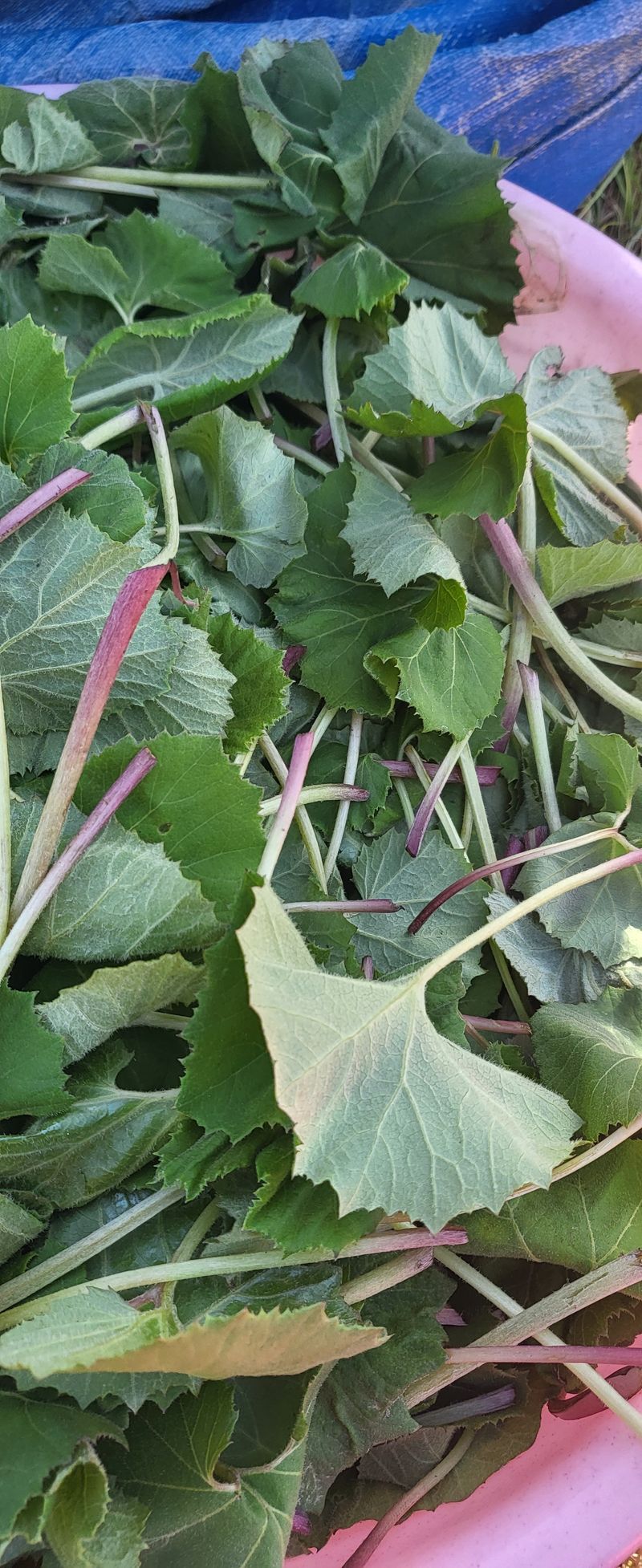 장터 상품 [자연산 머위 1키로 10.000 원10킬로정도 있슴] 썸네일