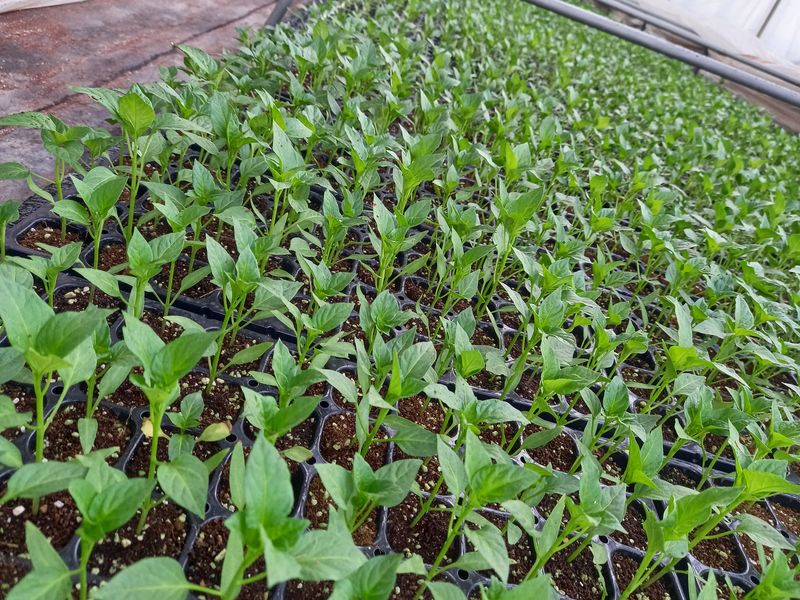 장터 상품 [고추모종 대파모종 상추모종외30가지] 썸네일