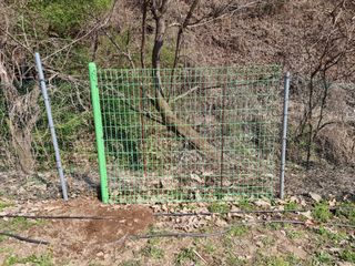 고봉농원 김경수님의 복숭아 · 자유게시판 작성글 사진