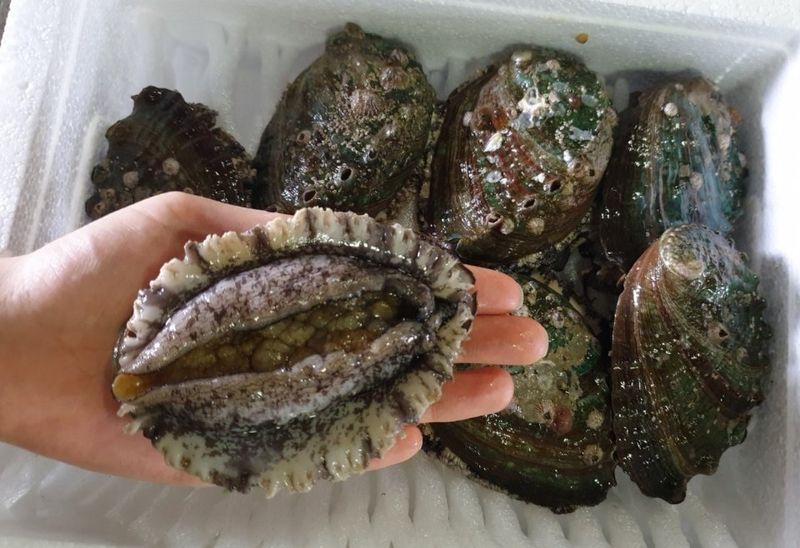 장터 상품 [1kg] 썸네일