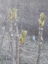 팜모닝 두릅·일상 게시글 이미지