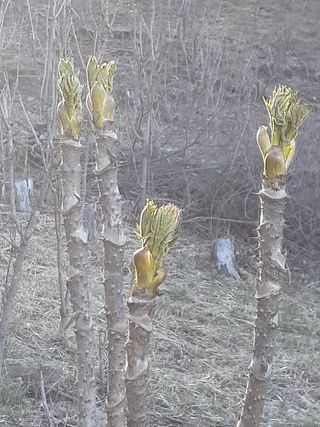 김연수님의 두릅 · 일상 작성글 사진