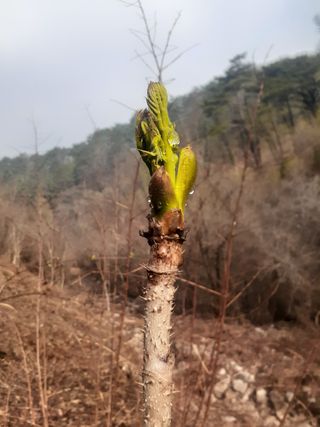 김연수님의 두릅 · 일상 작성글 사진