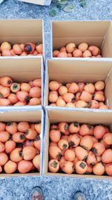 팜모닝 자유주제·자유게시판 게시글 이미지