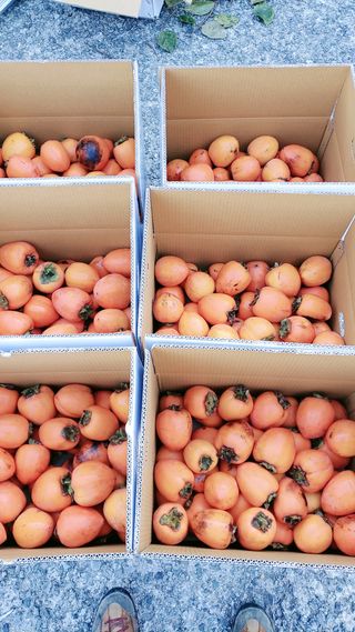 코지뱅이김영선님의 자유주제 · 자유게시판 작성글 사진