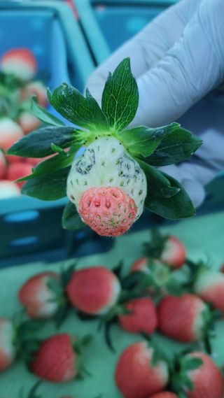 해담농장님의 자유주제 · 자유게시판 작성글 사진