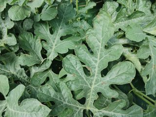 부농이네(이나영)님의 기타작물 · 병해충상담 작성글 사진